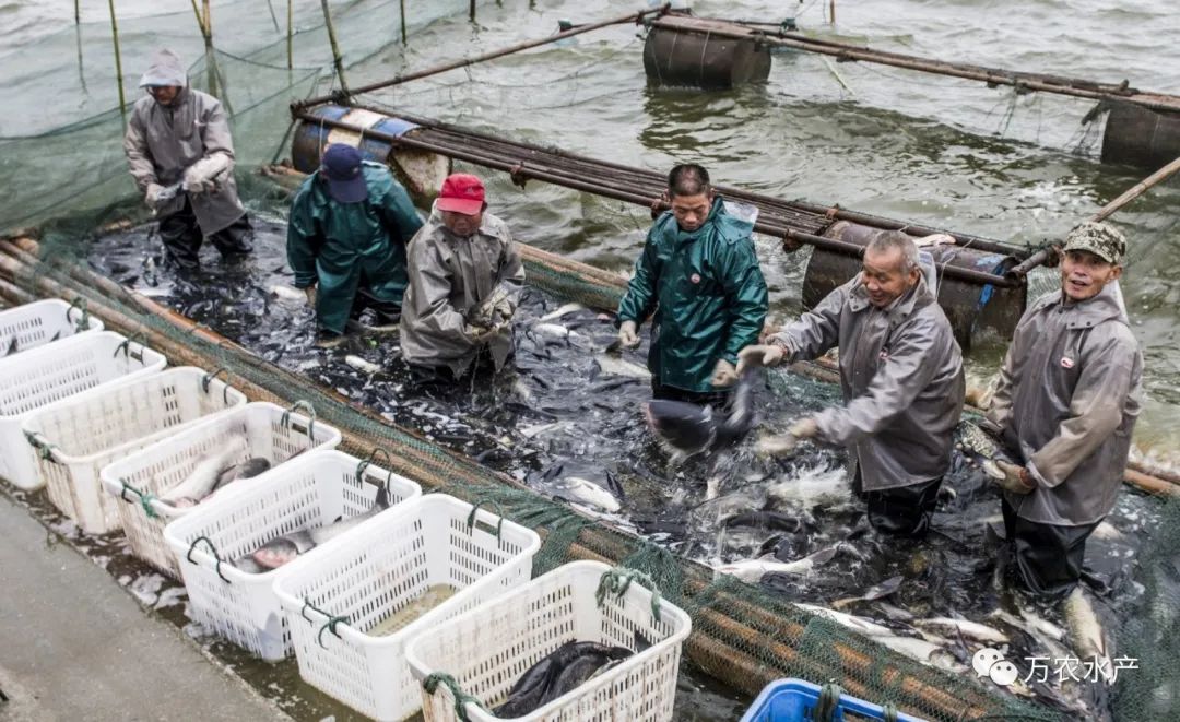 淡水魚(yú)價(jià)格持續(xù)上漲，深加工鮰魚(yú)產(chǎn)品優(yōu)勢(shì)明顯