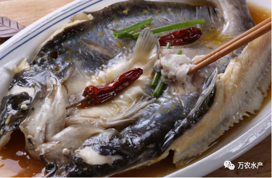 好“魚”知時節(jié)，鮰魚正肥美