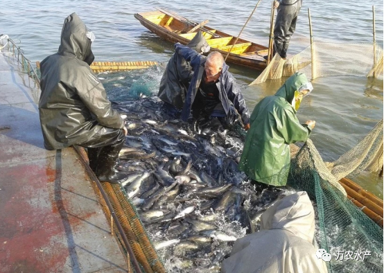 好“魚”知時節(jié)，鮰魚正肥美